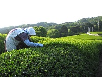 茶摘み